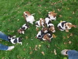 Paisibles chiots Bassets Hound non LOSH disponibles : 3 femelles et 3 mâles