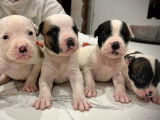 Réservation de 10 chiots Bouledogues Américains tricolores (LOF)