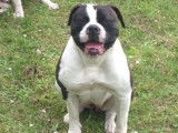 Réservation de 10 chiots Bouledogues Américains tricolores (LOF)