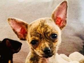 Réservation de deux chiots Chihuahuas mâles (non LOF)