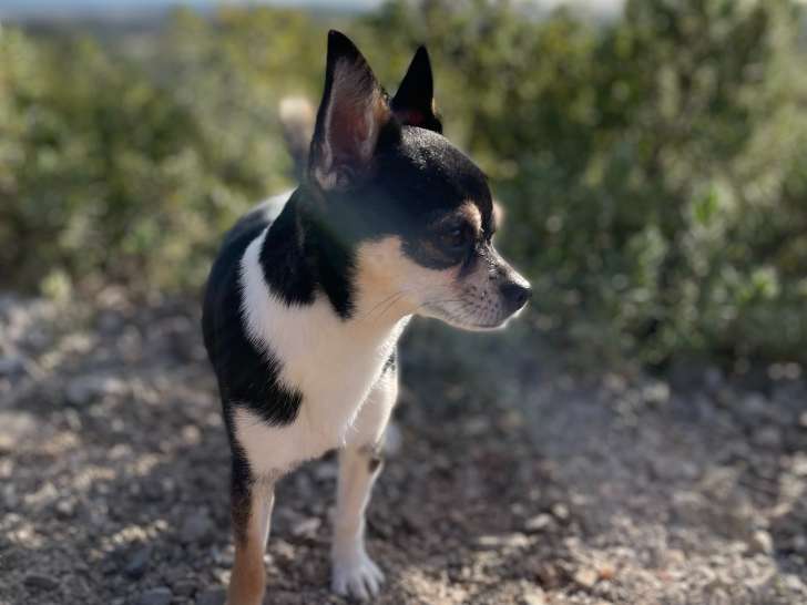 Magnifique mâle Chihuahua LOF disponible pour saillie