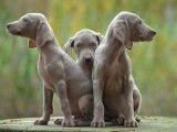 Superbes chiots Braque de Weimar à réserver