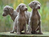 Superbes chiots Braque de Weimar à réserver