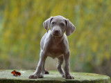 Superbes chiots Braque de Weimar à réserver