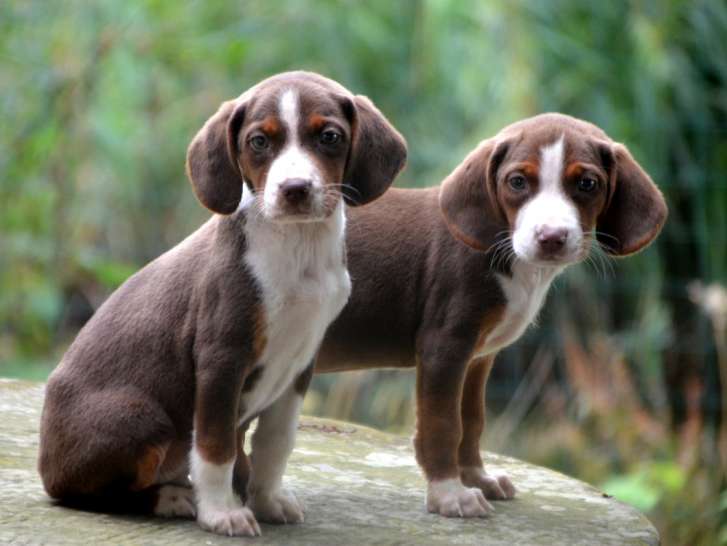 Chiots Courants Tricolores Serbe