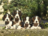 Chiots Courants Tricolores Serbe