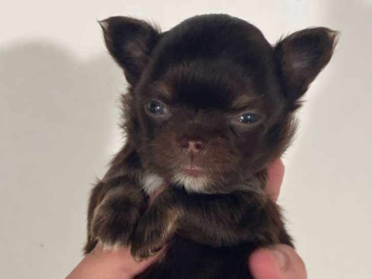 1 chiot Chihuahua à poil long à vendre