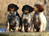 Superbes chiots épagneul breton non lof