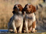 Superbes chiots épagneul breton non lof