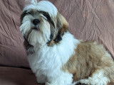1 mâle Shih Tzu disponible