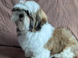 1 mâle Shih Tzu disponible