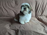1 mâle Shih Tzu disponible
