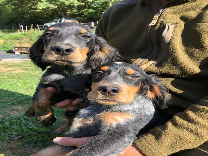 2 chiots mâles d'apparence Epagneul bleu de Picardie à vendre