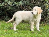 Chiot mâle Golden Retriever crème LOF disponible