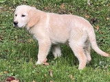 Chiot mâle Golden Retriever crème LOF disponible