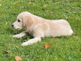 Chiot mâle Golden Retriever crème LOF disponible