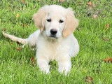 Chiot mâle Golden Retriever crème LOF disponible
