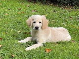 Chiot mâle Golden Retriever crème LOF disponible