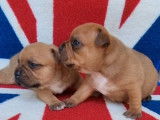 2 chiots mâles Staffordshire Bull Terriers LOF à réserver