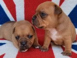 2 chiots mâles Staffordshire Bull Terriers LOF à réserver