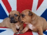 2 chiots mâles Staffordshire Bull Terriers LOF à réserver
