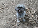 Un chien LOF de 5 ans Shih Tzu disponible pour saillie