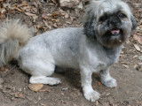 Un chien LOF de 5 ans Shih Tzu disponible pour saillie