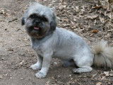 Disponible pour saillie, chien mâle Shih Tzu LOF tricolore