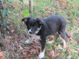 2 chiots mâles Border Collies LOF tricolores disponibles