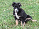 2 chiots mâles Border Collies LOF tricolores disponibles