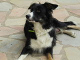 2 chiots mâles Border Collies LOF tricolores disponibles