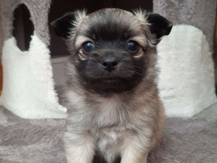 Un chiot mâle Chihuahua fauve et noir à vendre LOF