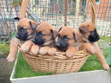 4 chiots mâles Malinois au pelage fauve charbonné LOF à vendre