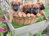 4 chiots mâles Malinois au pelage fauve charbonné LOF à vendre