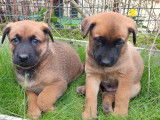 4 chiots mâles Malinois au pelage fauve charbonné LOF à vendre