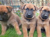 4 chiots mâles Malinois au pelage fauve charbonné LOF à vendre