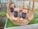 4 chiots mâles Malinois au pelage fauve charbonné LOF à vendre