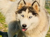 8 chiens Huskies LOF à vendre