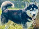 8 chiens Huskies LOF à vendre