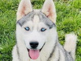 8 chiens Huskies LOF à vendre