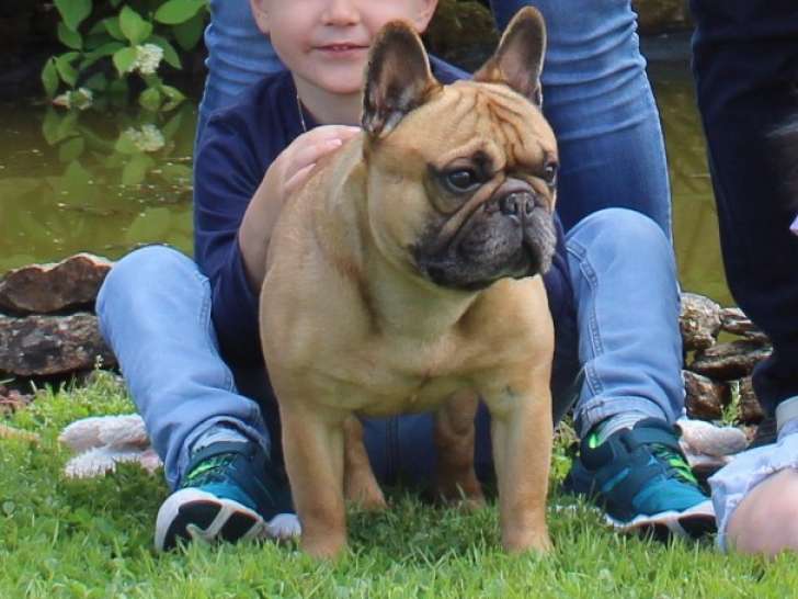 Mâle Bouledogue Français pour saillie