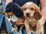 À vendre : 2 chiots mâles Épagneuls Bretons non LOF