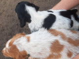 À vendre : 2 chiots mâles Épagneuls Bretons non LOF