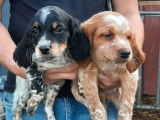 À vendre : 2 chiots mâles Épagneuls Bretons non LOF