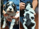 À vendre : 2 chiots mâles Épagneuls Bretons non LOF