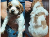 À vendre : 2 chiots mâles Épagneuls Bretons non LOF