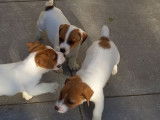 5 chiots Jack Russell Terriers non LOF à réserver