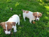 5 chiots Jack Russell Terriers non LOF à réserver