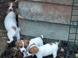5 chiots Jack Russell Terriers non LOF à réserver