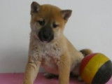 Magnifiques chiots Shiba Inu à vendre
